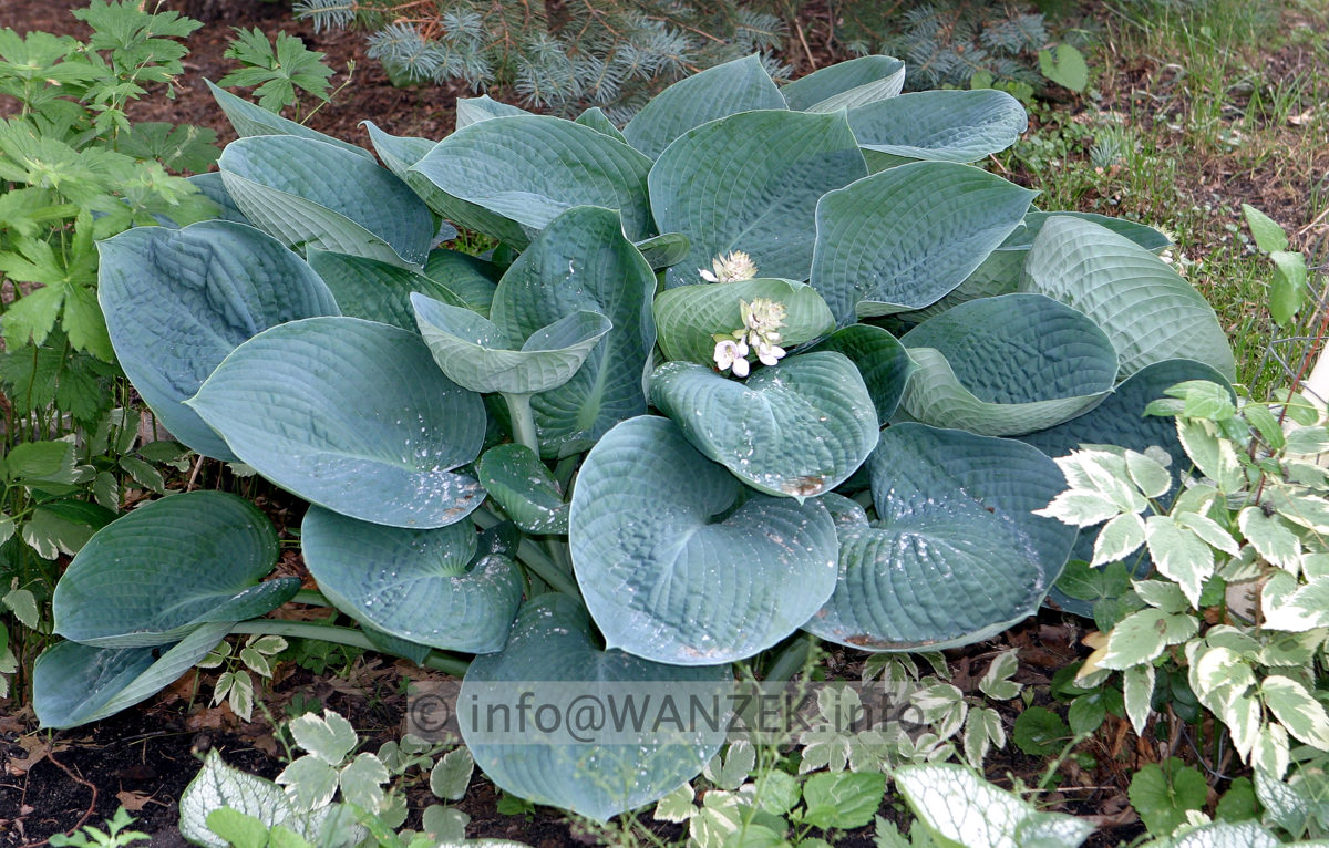 Hosta Hybride Blaues Boot 02.jpg